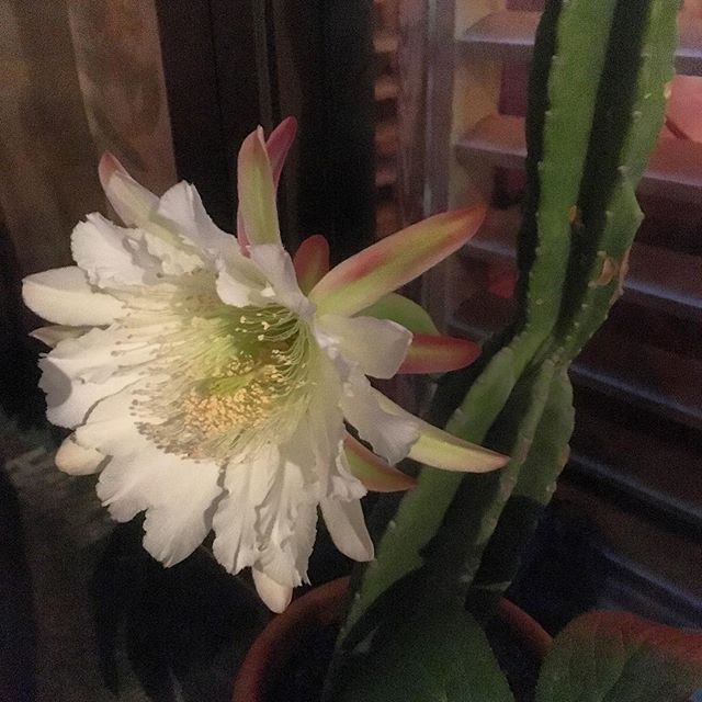 咲いた。サボテンの花。