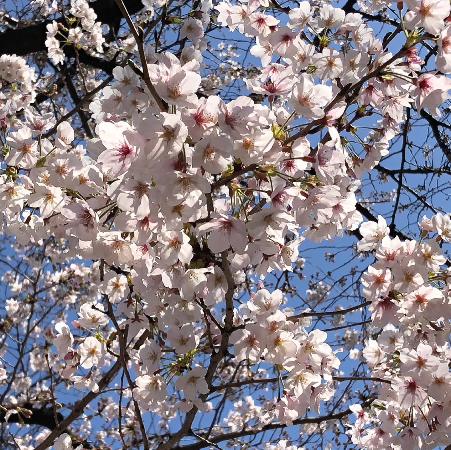 こちらは八分咲きかなー 茅ヶ崎日記