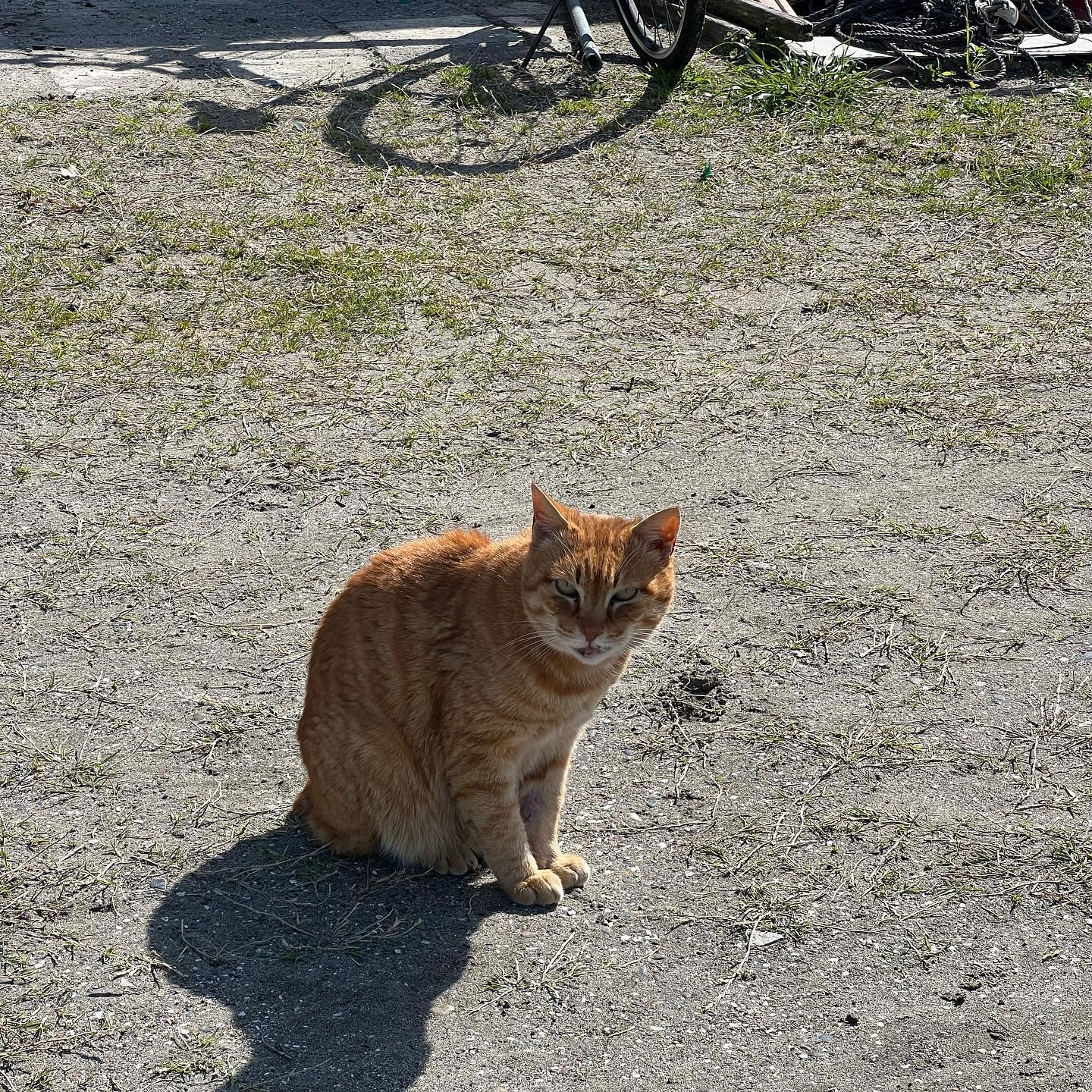 路傍の猫
