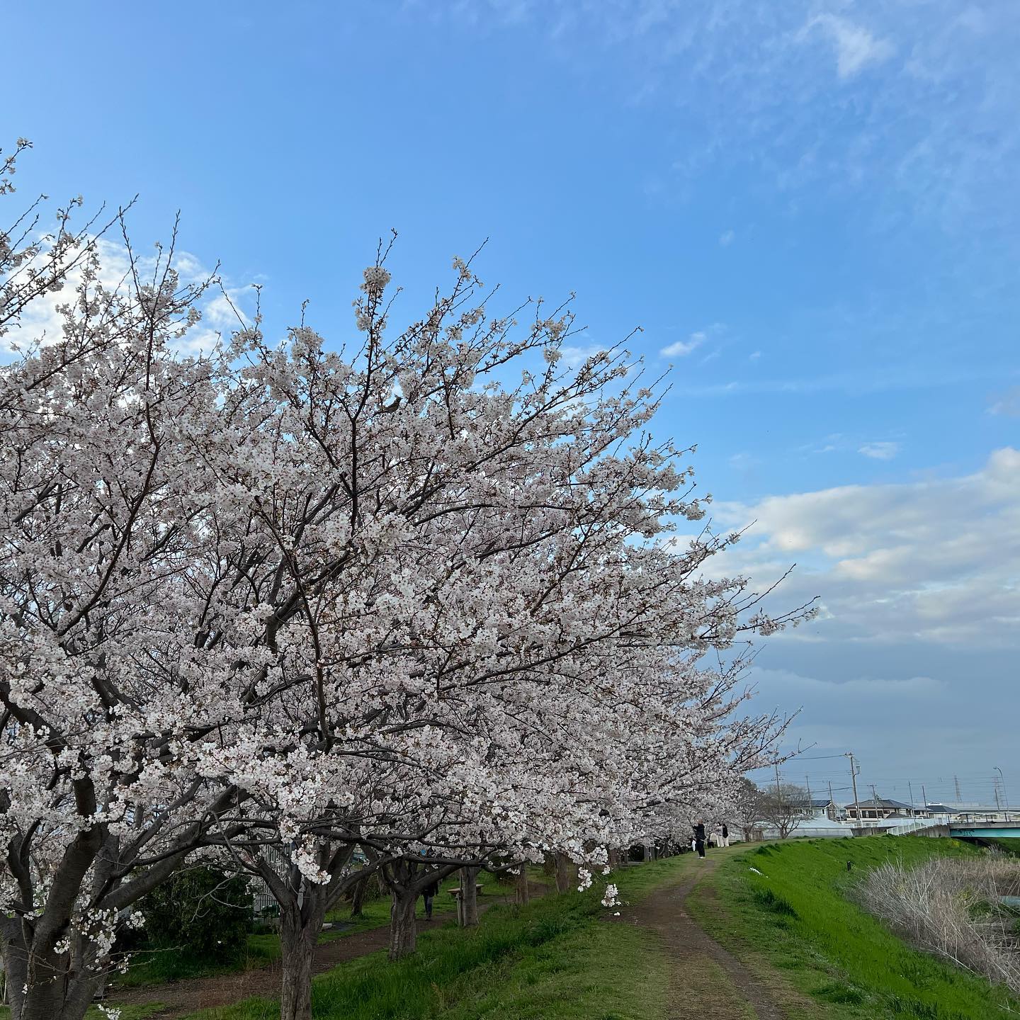今日の桜小出川もそろそろだなー。