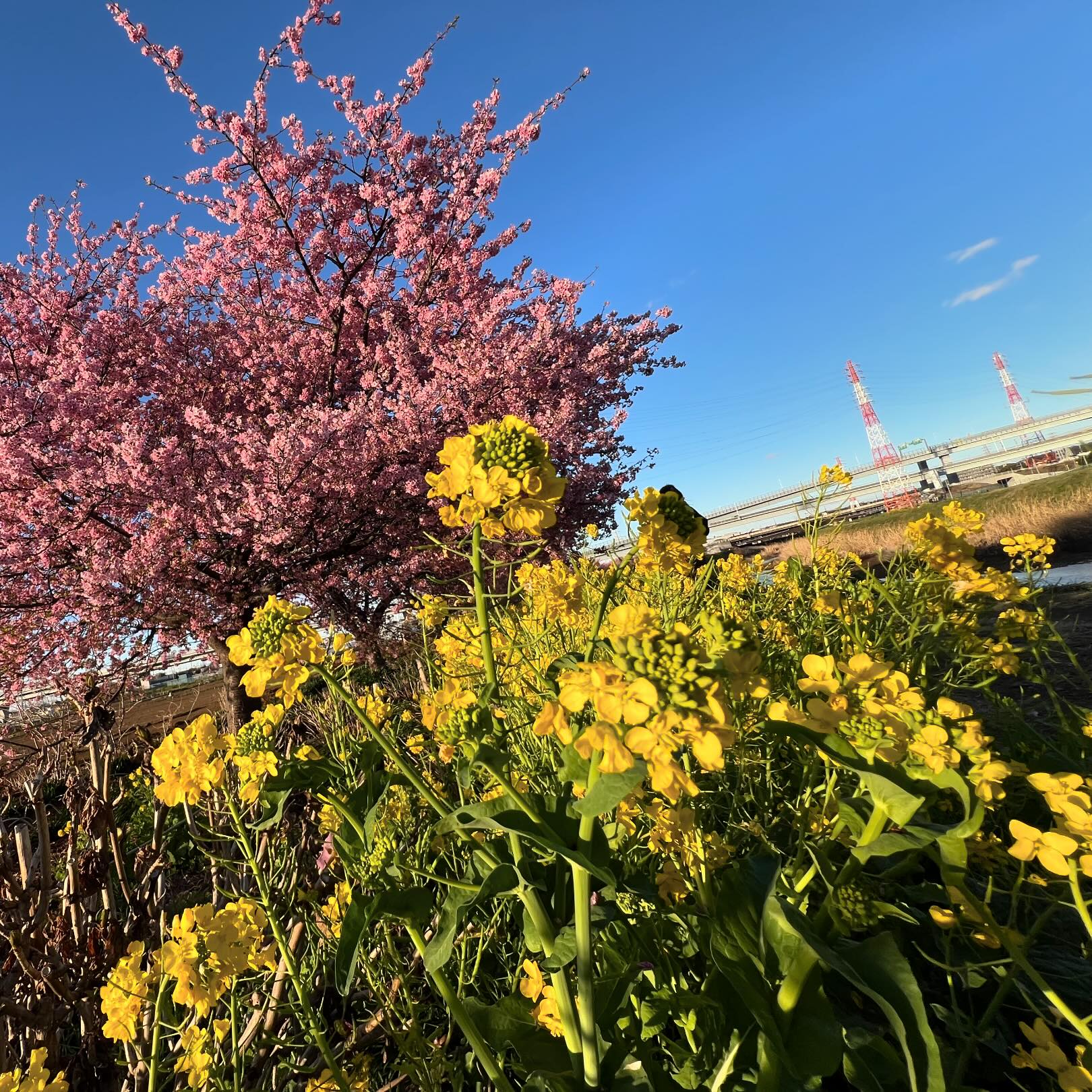 今日の河津桜と菜の花