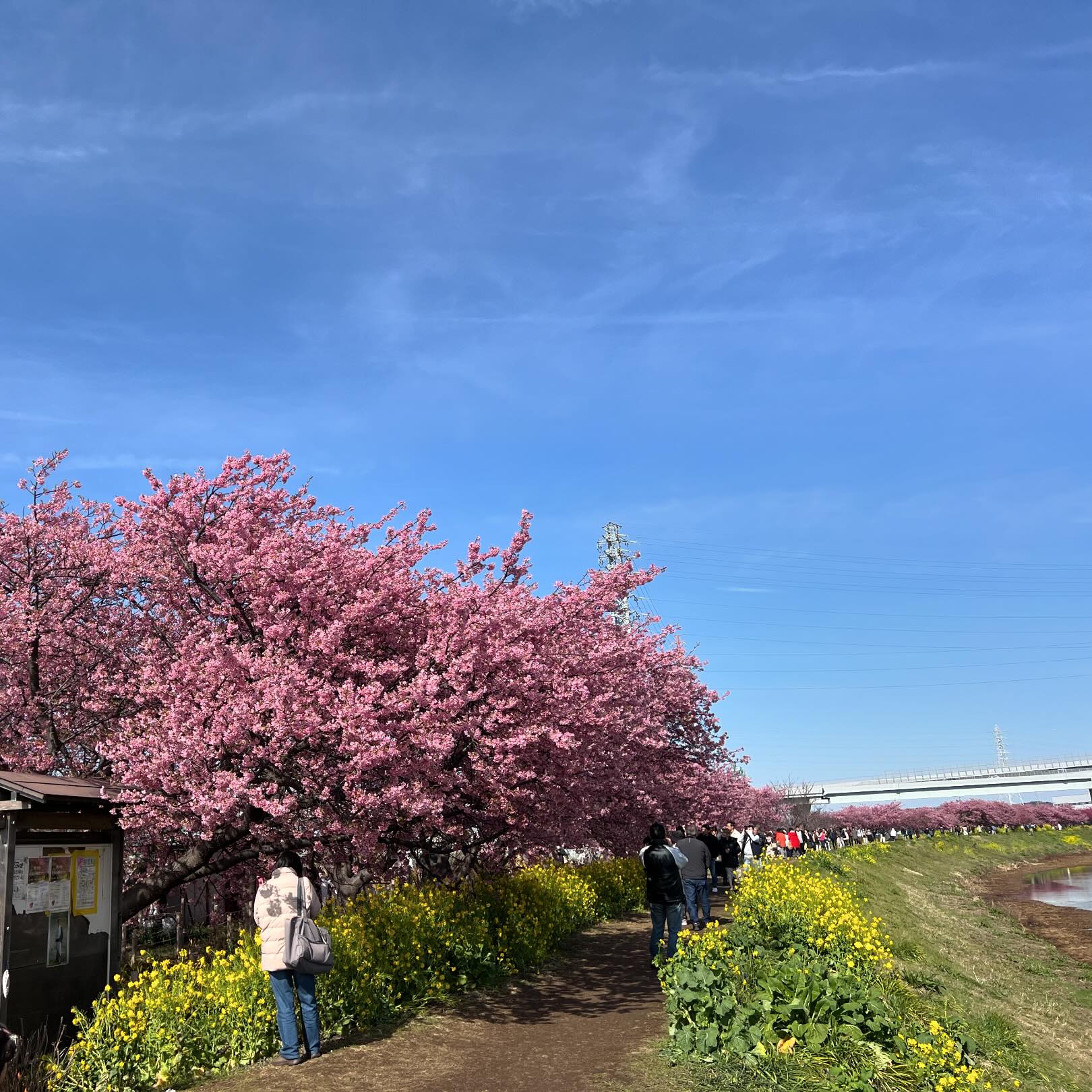 お花見日和