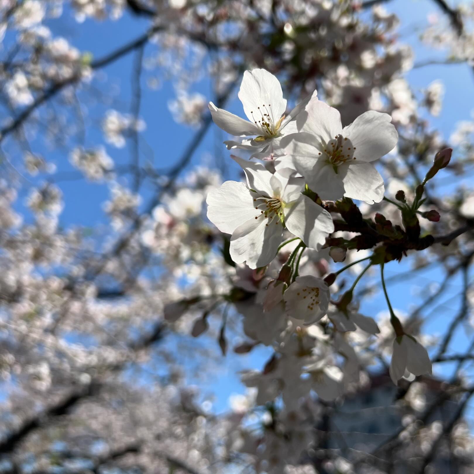 今日の桜