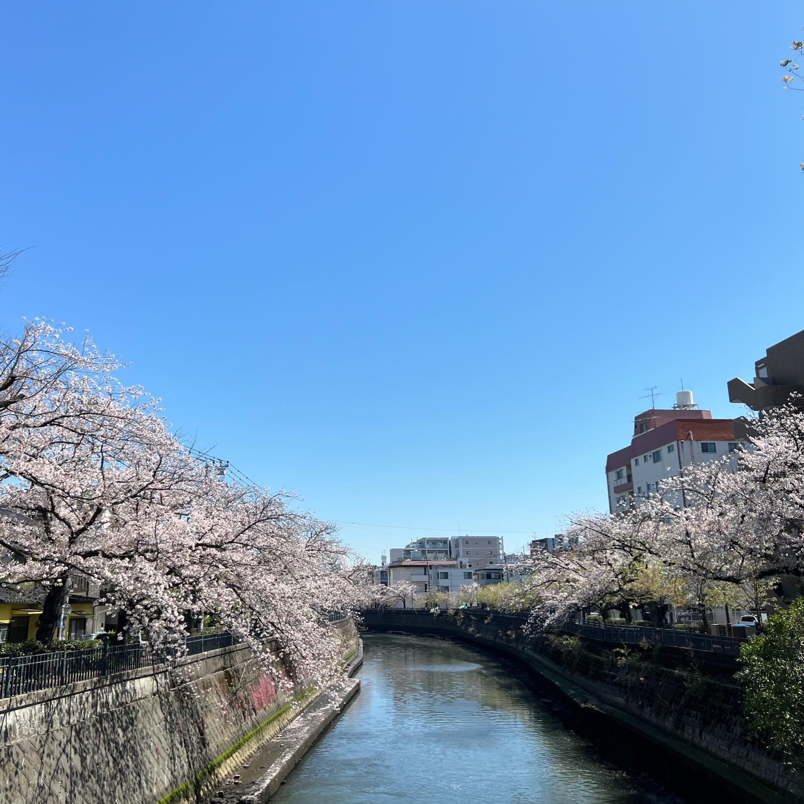 今日の桜。残っててよかった。