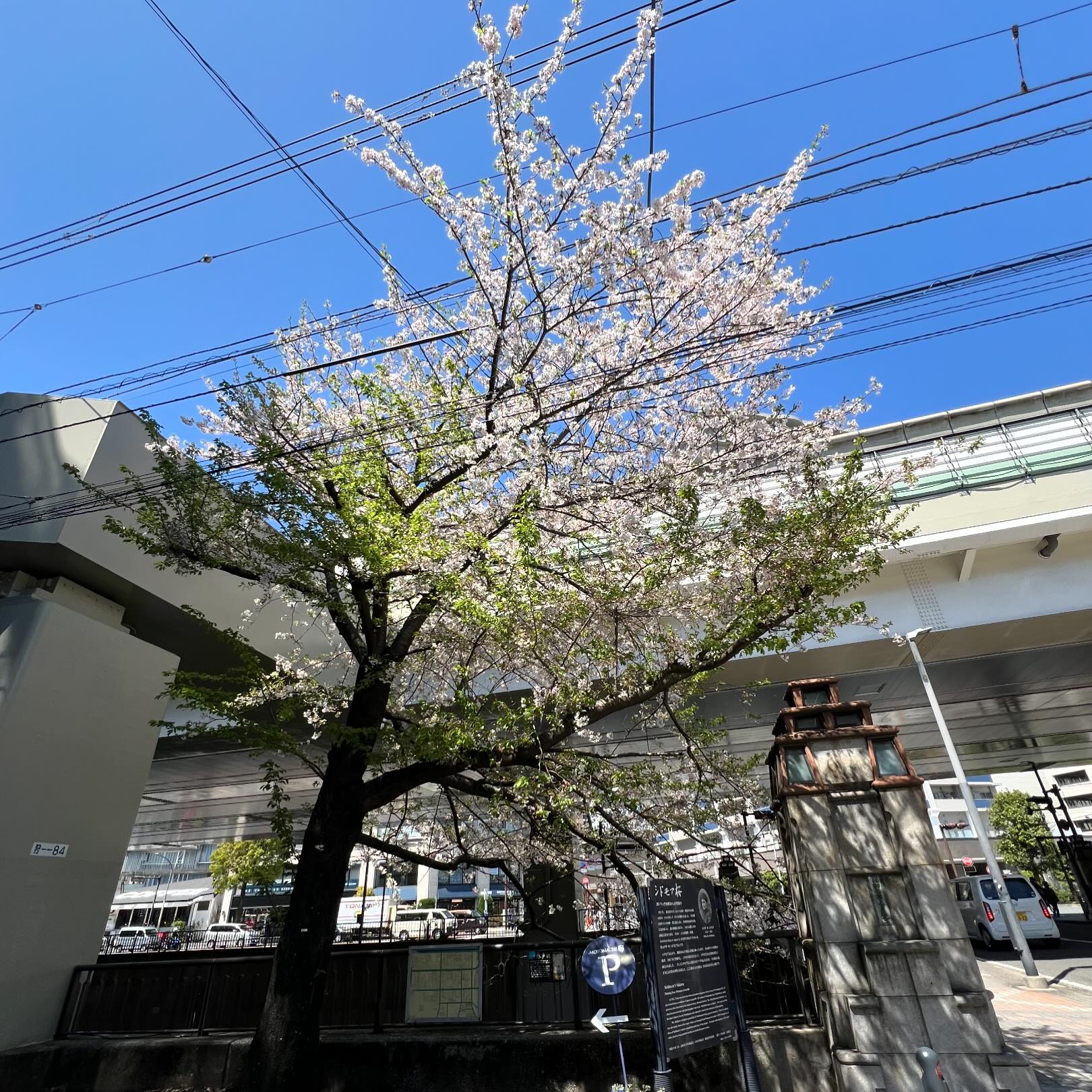 シドモア桜