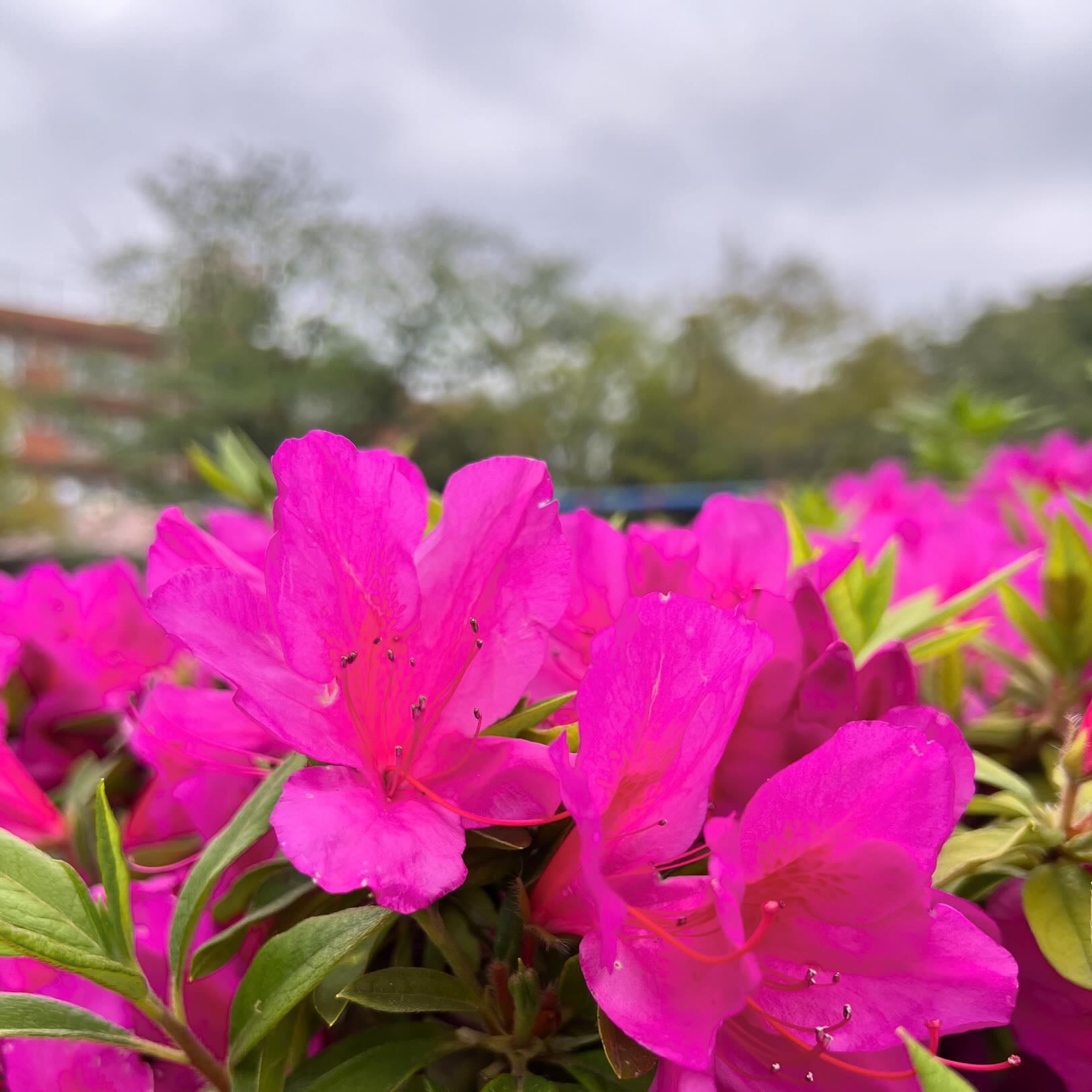 今日の花