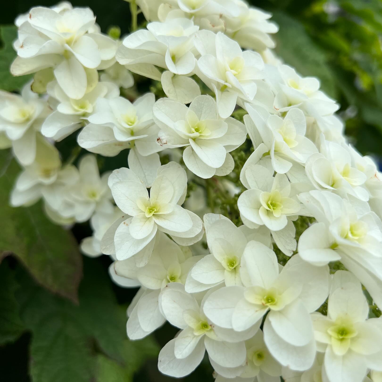 今日の花