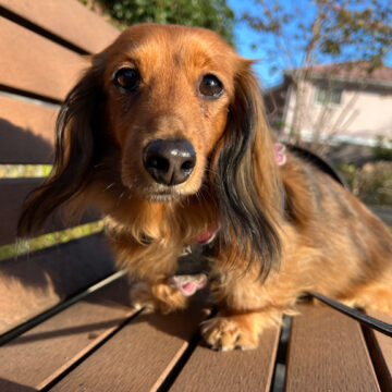 公園のベンチのヒナ