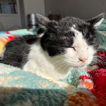 ひだまりのハチ