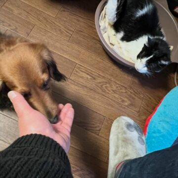 今日のハチとヒナ